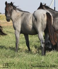 Salty Blue Rain MA's 2020 Roan Filly